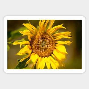 blb patterns sunflower Sticker